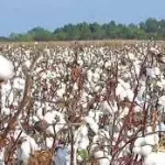 An emerging binding constraint