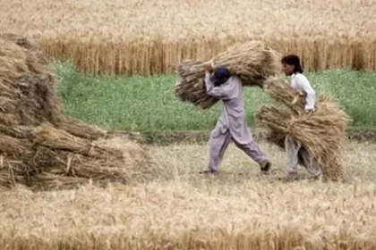 Punjab-Balochistan row over seed supply deepens