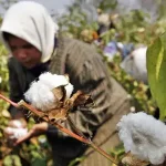 Cotton supply at ginning factories indicates stagnant production