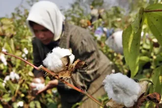 Cotton supply at ginning factories indicates stagnant production